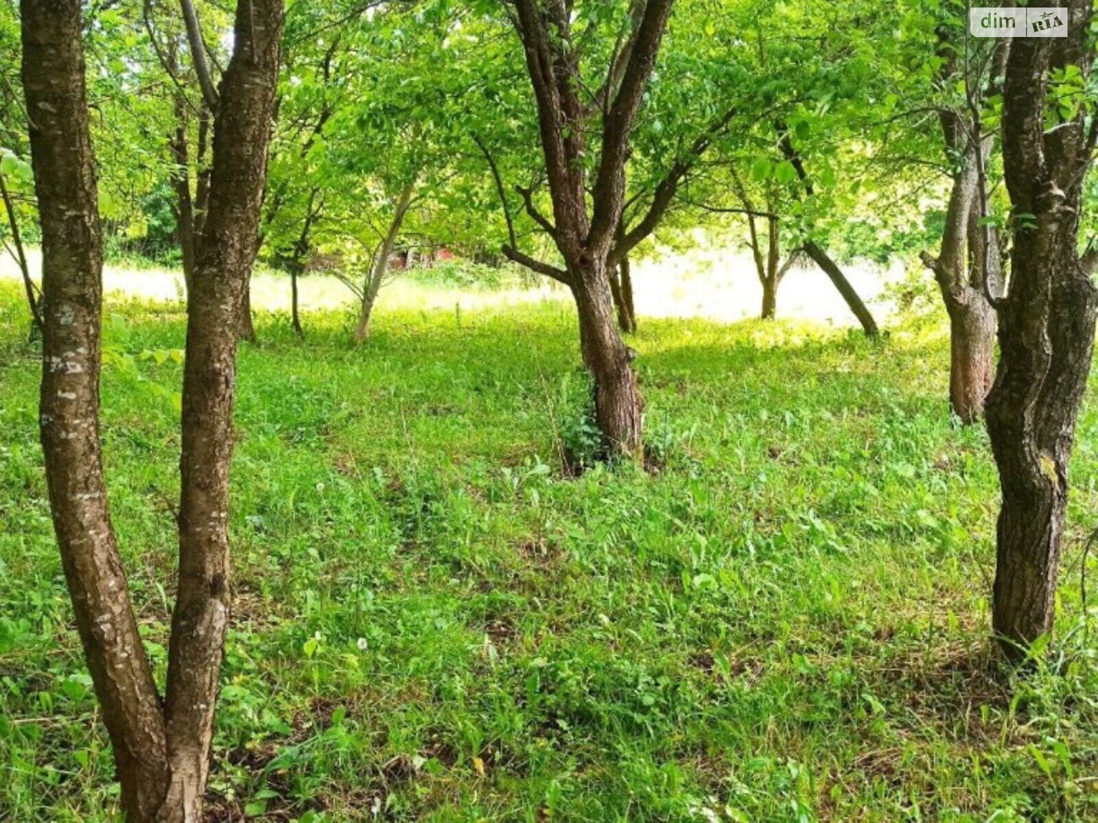 Земельна ділянка сільськогосподарського призначення в Видрові Доли, площа 6 соток фото 1