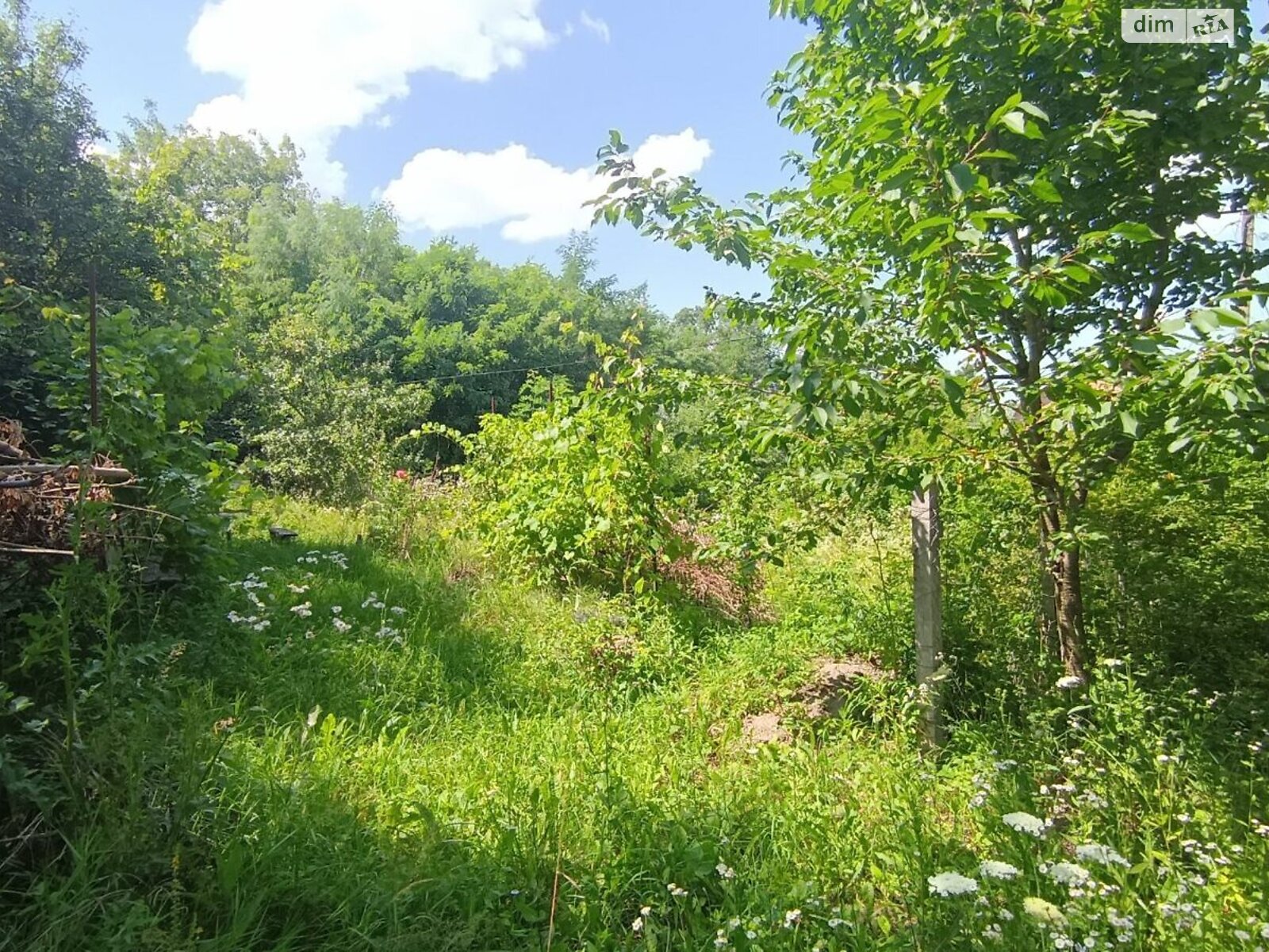 Земельна ділянка сільськогосподарського призначення в Видрові Доли, площа 6 соток фото 1