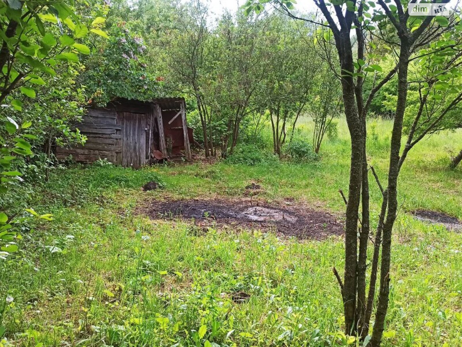 Земельна ділянка сільськогосподарського призначення в Олешині, площа 6 соток фото 1