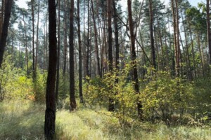 Земельный участок сельскохозяйственного назначения в Вышгороде, площадь 35 соток фото 2