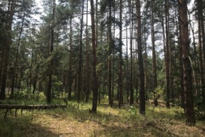 Земля сільськогосподарського призначення в Вишгороді, район Вишгород, площа 164 сотки фото 2