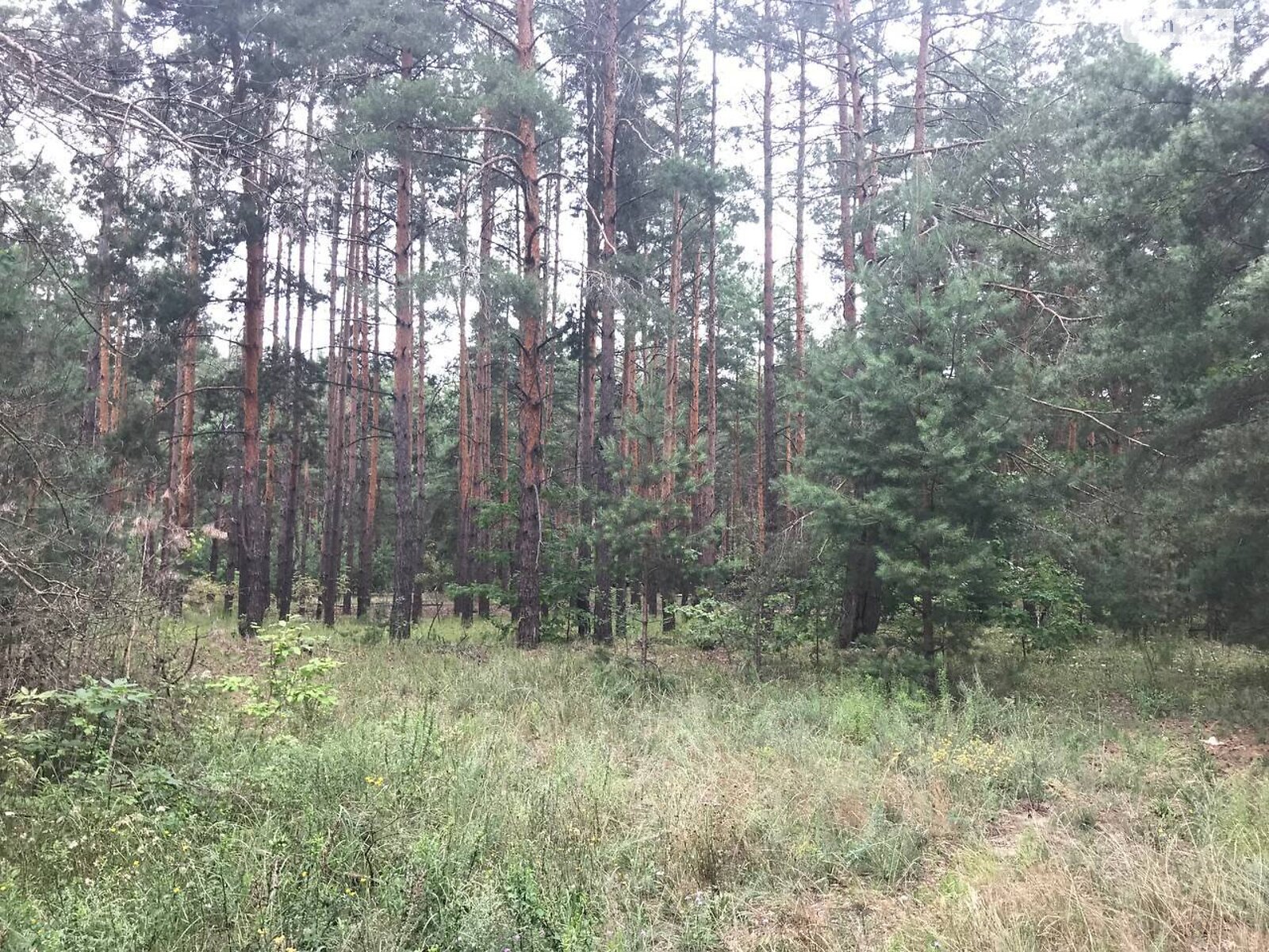 Земля сельскохозяйственного назначения в Вышгороде, район Вышгород, площадь 164 сотки фото 1