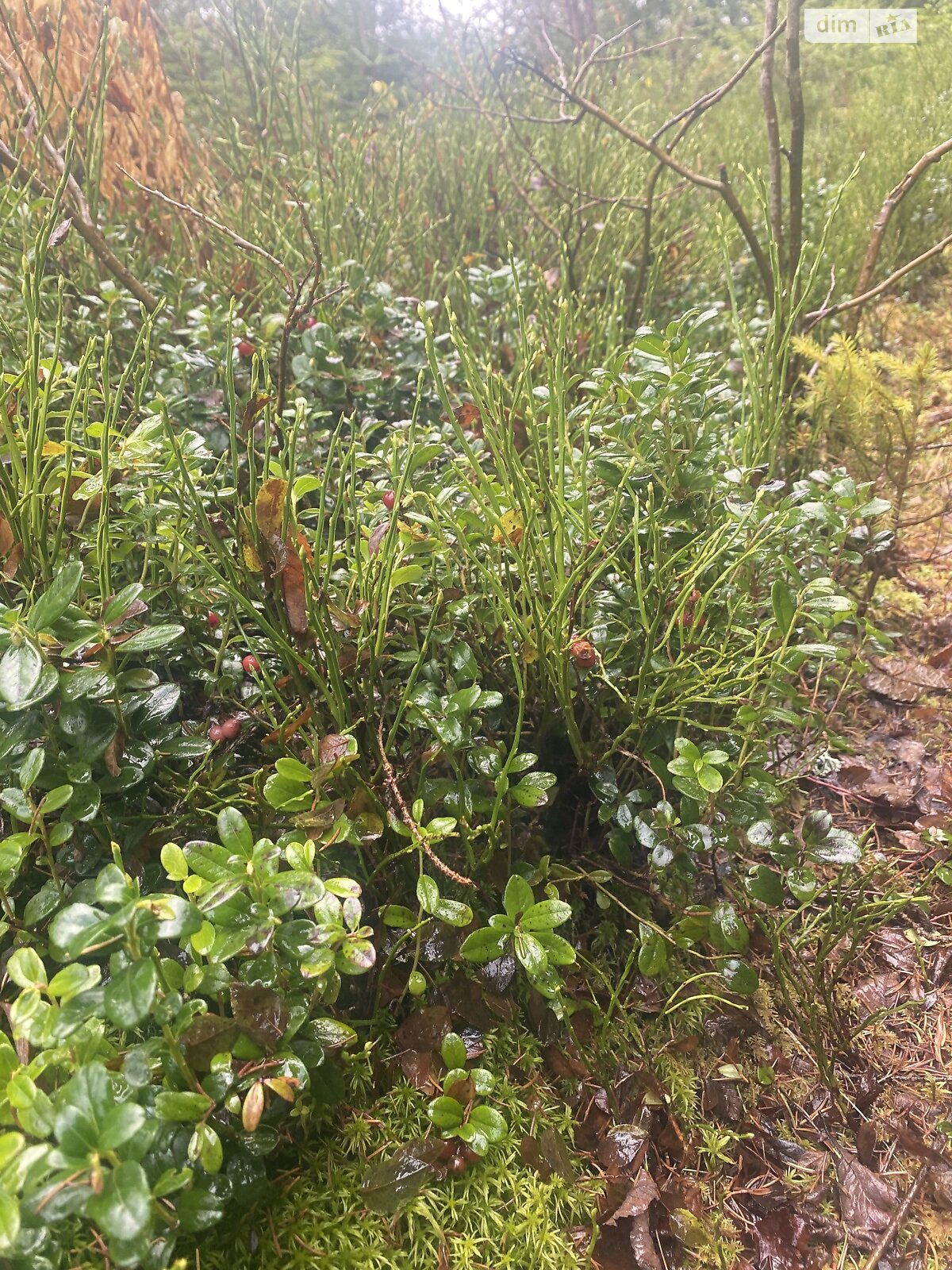 Земельный участок сельскохозяйственного назначения в Яблонице, площадь 105.7 сотки фото 1