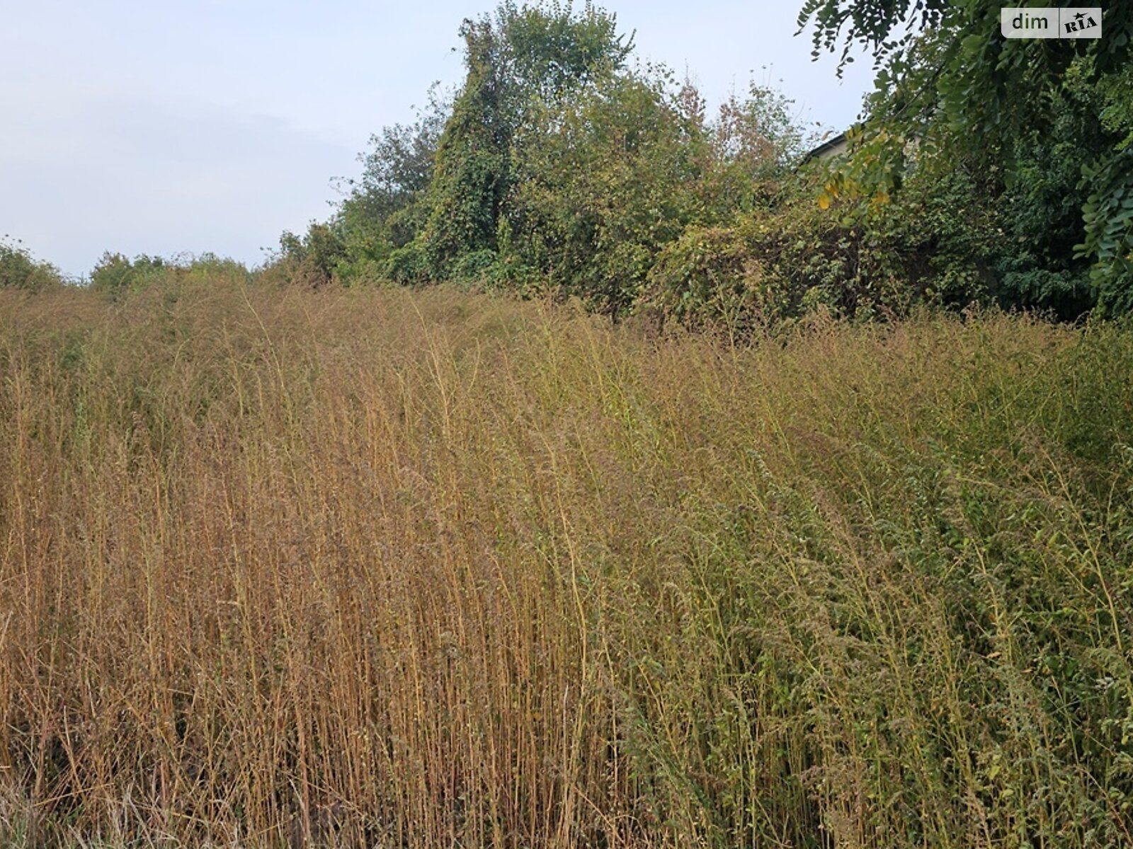 Земля сільськогосподарського призначення в Яготині, район Яготин, площа 20 соток фото 1