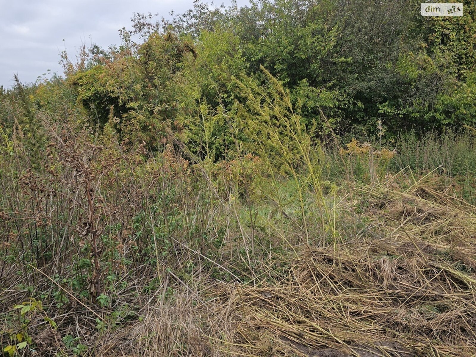 Земля сільськогосподарського призначення в Яготині, район Яготин, площа 20 соток фото 1