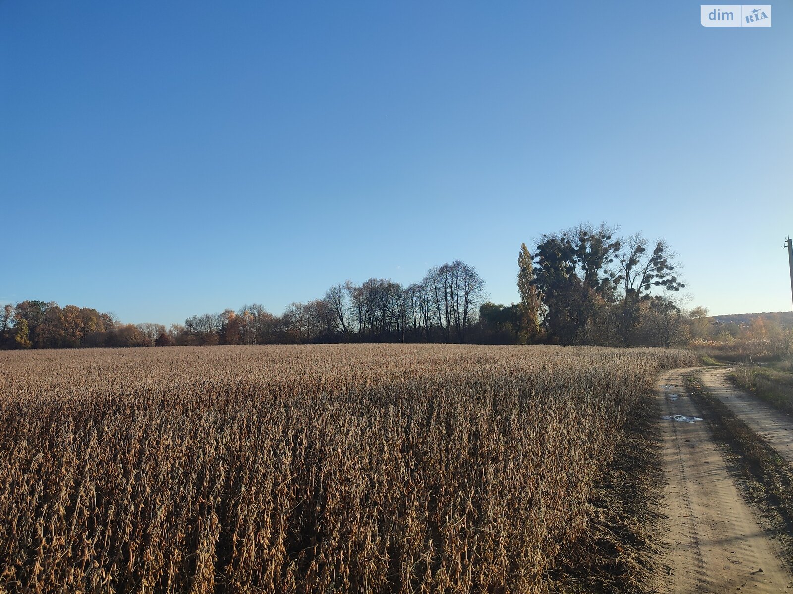 Земельный участок сельскохозяйственного назначения в Якушинцах, площадь 200 соток фото 1 Земельный участок сельскохозяйственного назначения в Якушинцах, площадь 200 соток фото 1