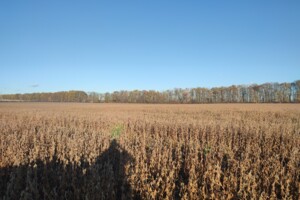 Земельный участок сельскохозяйственного назначения в Якушинцах, площадь 200 соток фото 2 Земельный участок сельскохозяйственного назначения в Якушинцах, площадь 200 соток фото 2