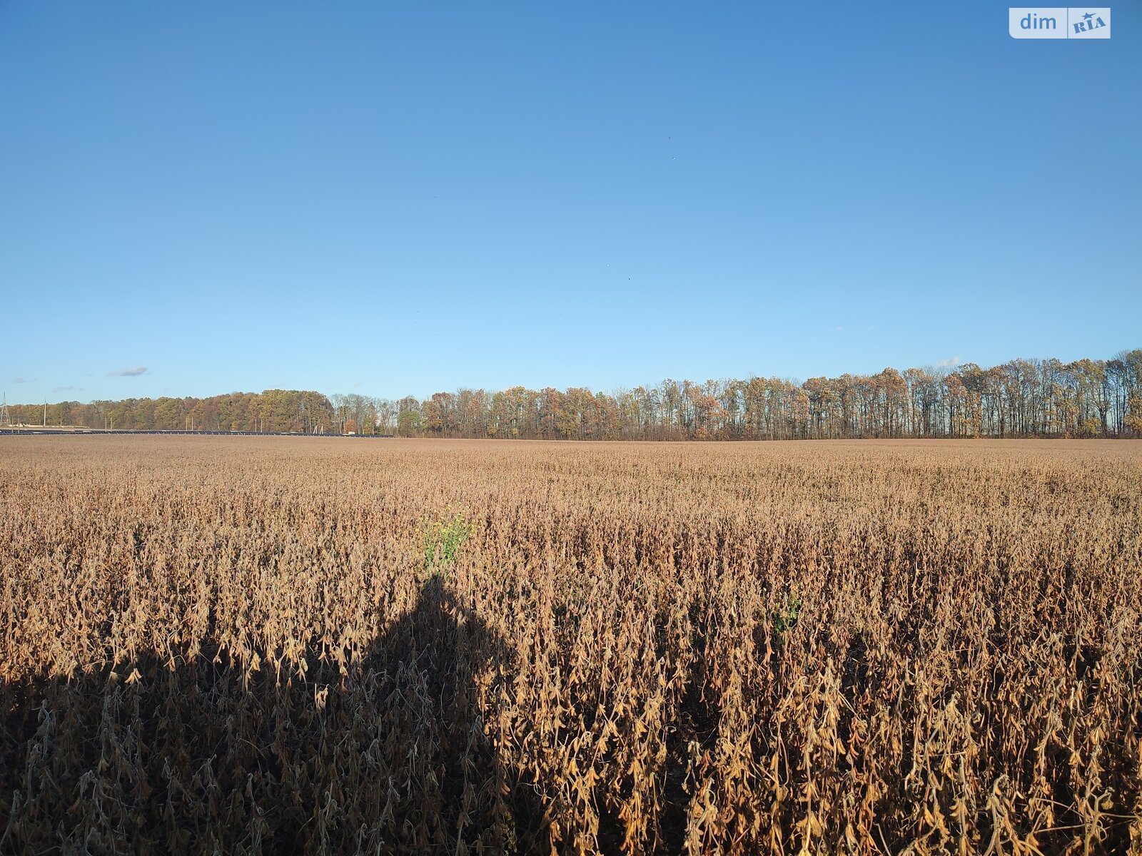 Земельный участок сельскохозяйственного назначения в Якушинцах, площадь 200 соток фото 1 Земельный участок сельскохозяйственного назначения в Якушинцах, площадь 200 соток фото 1