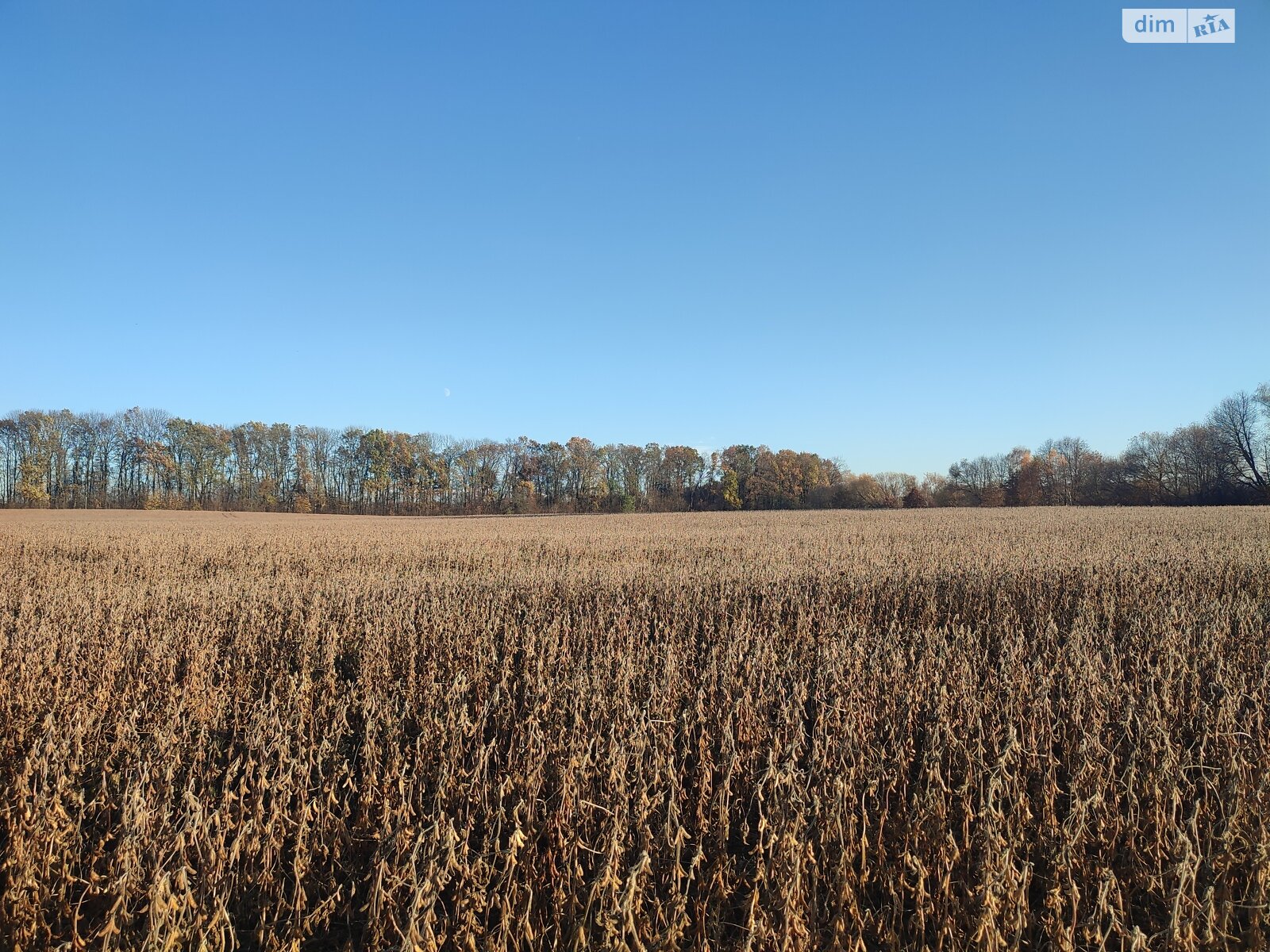 Земельный участок сельскохозяйственного назначения в Якушинцах, площадь 200 соток фото 1 Земельный участок сельскохозяйственного назначения в Якушинцах, площадь 200 соток фото 1