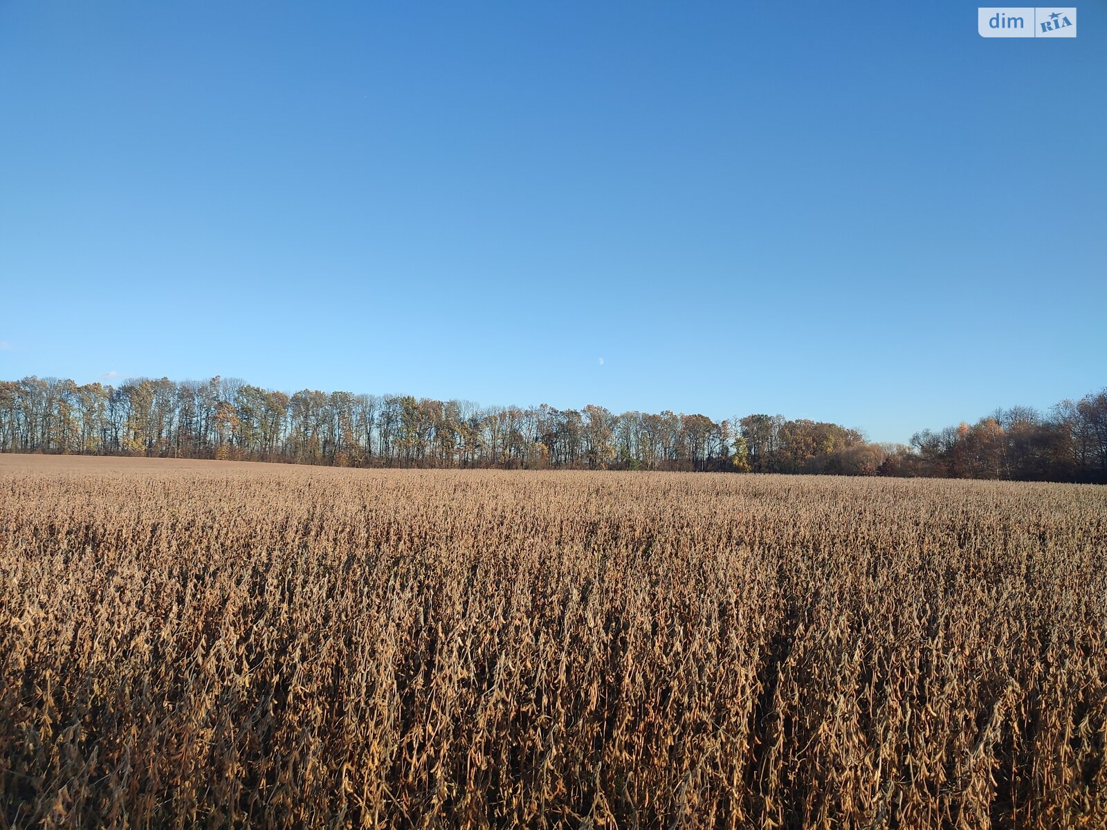 Земельный участок сельскохозяйственного назначения в Якушинцах, площадь 200 соток фото 1 Земельный участок сельскохозяйственного назначения в Якушинцах, площадь 200 соток фото 1