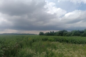 Земельна ділянка сільськогосподарського призначення в Якушинцях, площа 1.3 Га фото 2