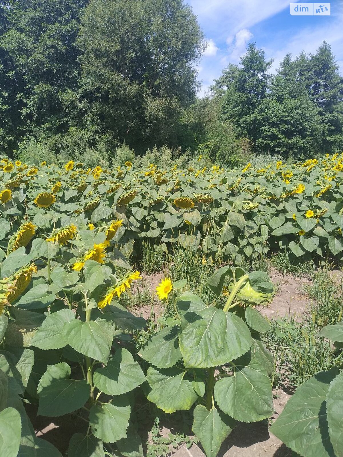 Земельна ділянка сільськогосподарського призначення в Якушинцях, площа 1.3 Га фото 1