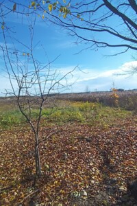 Земельна ділянка сільськогосподарського призначення в Якушинцях, площа 20 соток фото 2