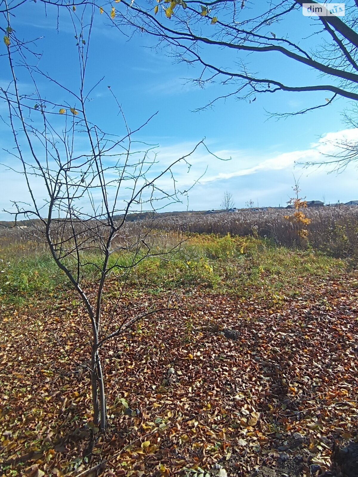 Земельна ділянка сільськогосподарського призначення в Якушинцях, площа 20 соток фото 1