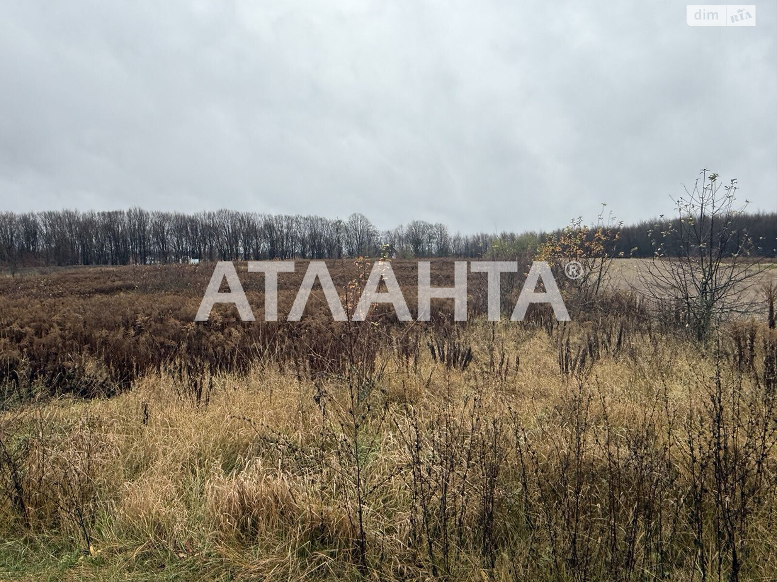 Земельный участок сельскохозяйственного назначения в Якушинцах, площадь 26.67 сотки фото 1