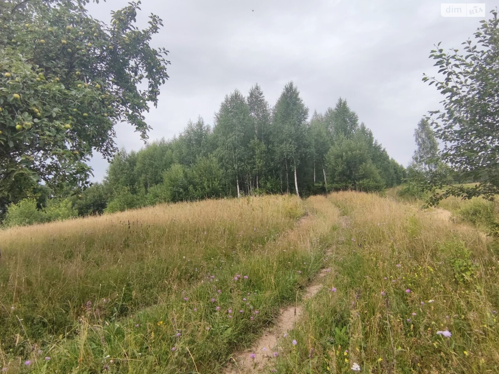 Земля сільськогосподарського призначення в Яремчі, район Яремче, площа 76.14 сотки фото 1 Земля сільськогосподарського призначення в Яремчі, район Яремче, площа 76.14 сотки фото 1