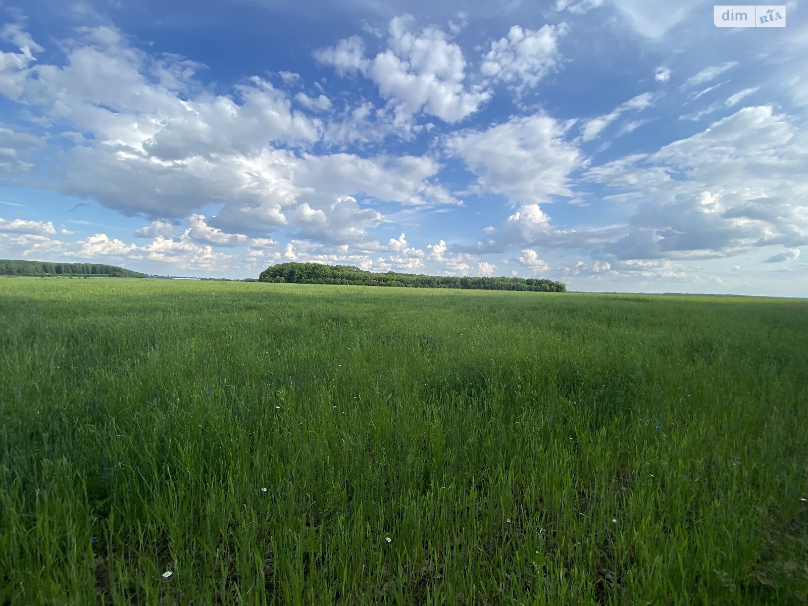 Земельна ділянка сільськогосподарського призначення в Яришівці, площа 100 соток фото 1 Земельна ділянка сільськогосподарського призначення в Яришівці, площа 100 соток фото 1