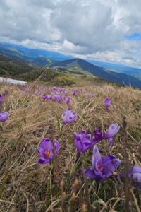 Земельный участок сельскохозяйственного назначения в Драгобрате, площадь 10 соток фото 2 Земельный участок сельскохозяйственного назначения в Драгобрате, площадь 10 соток фото 2