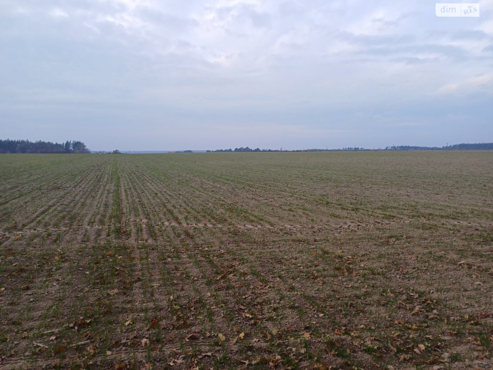 Земельный участок сельскохозяйственного назначения в Забырье, площадь 302.25 сотки фото 1