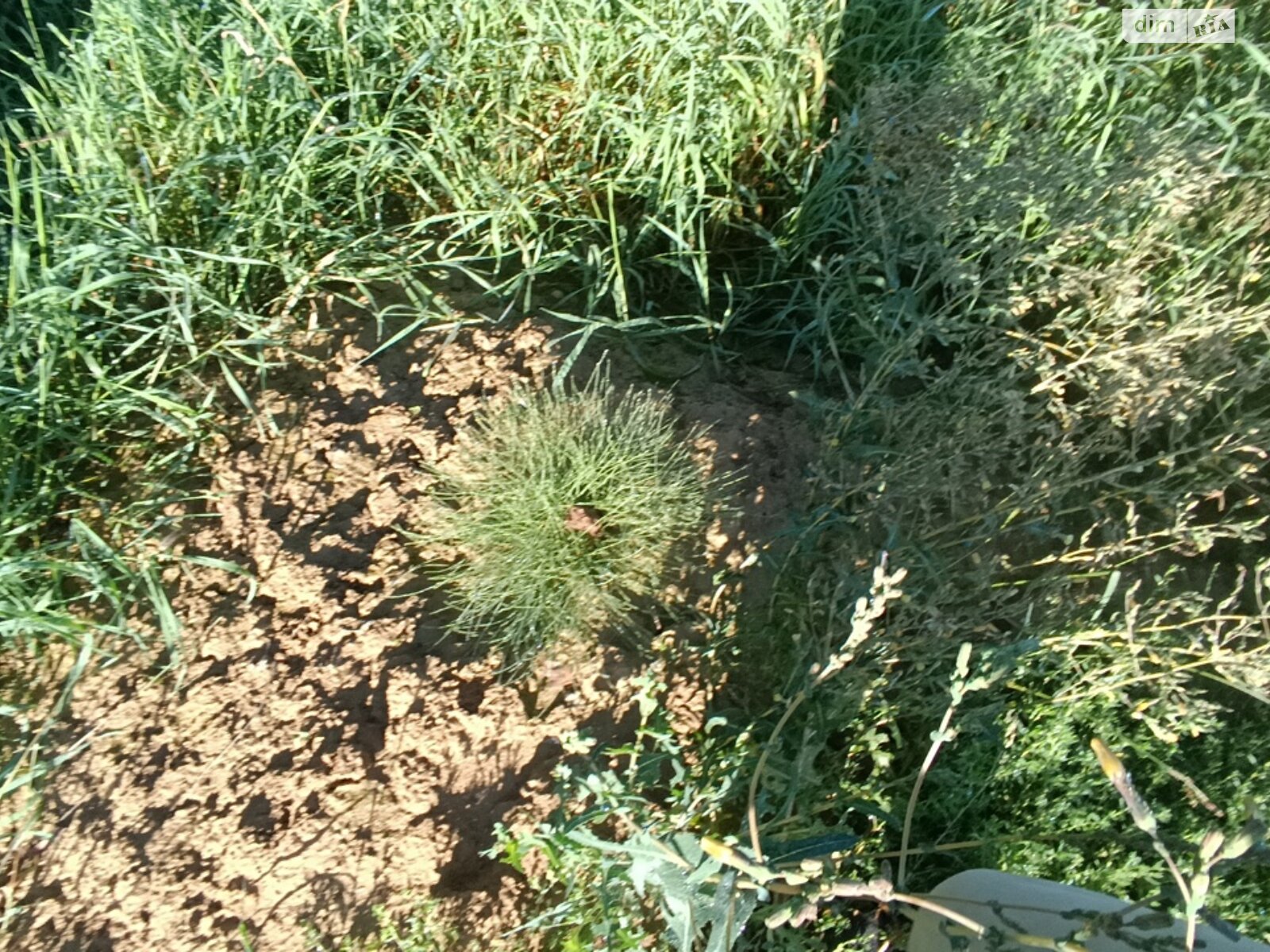 Земельный участок сельскохозяйственного назначения в Зарванцах, площадь 8 соток фото 1