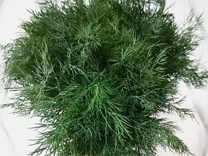 1 кг Кріп свіжий домашній