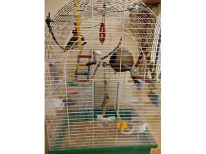 2 попугая неразлучника (мальчик и девочка) вместе с клеткой и всеми игрушками.