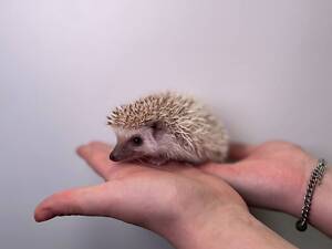 Африканські декоративні карликові їжачки