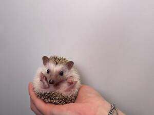 Африканские ёжики, африканські ручні їжачки, мега ласковые и милые