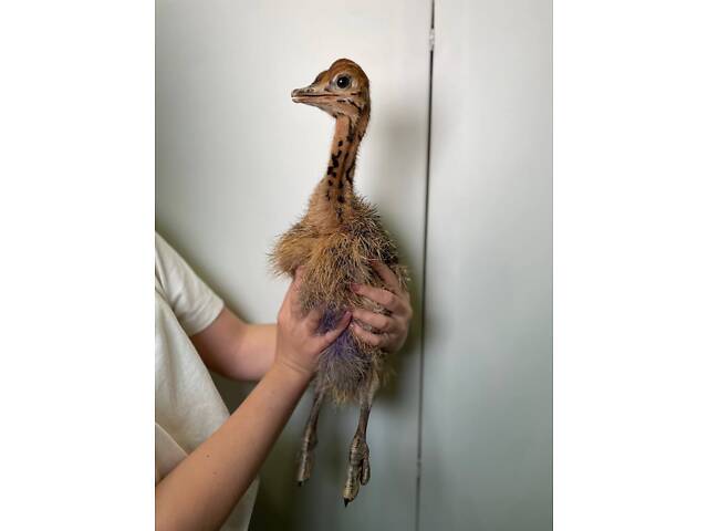 Африканский декоративный супер интересный страус, маленький страусёнок - Фото 2