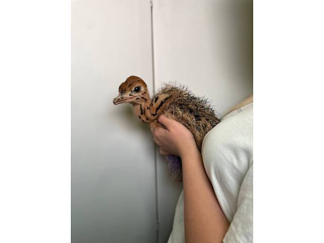 Африканский декоративный супер интересный страус, маленький страусёнок - Фото 1