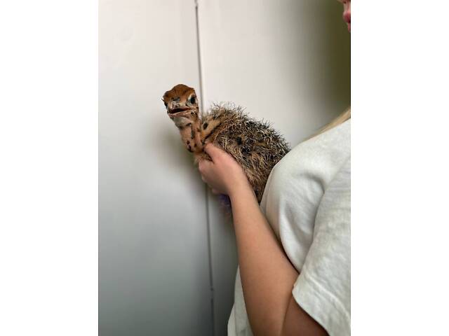 Африканский декоративный супер интересный страус, маленький страусёнок - Фото 3