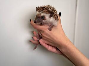 Африканський їжачок, декоративний карликовий їжак