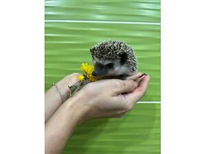 Африканський їжачок маленький