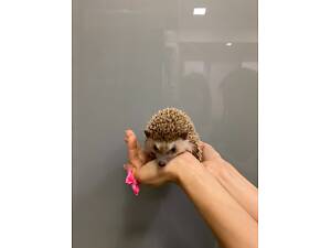 Африканський їжачок