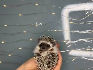 Африканский ёж, мини ёжики с темной мордочкой, домашние ёжики темнолицые.