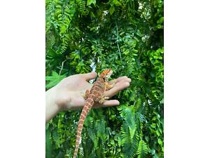 Агама бородата орандж