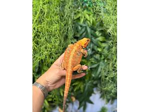 Агама бородата - ящірка для домашнього тераріуму.