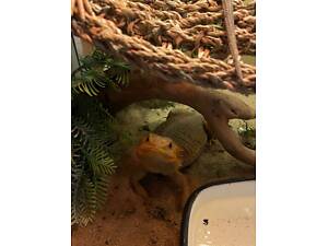 Агама ящірка дракон