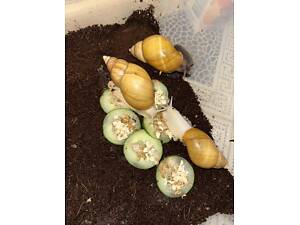 Ахатина фуліка родація альбіно малюки