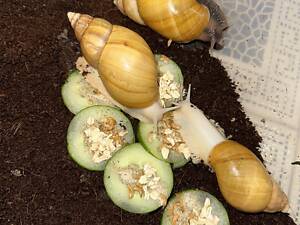 Ахатина фуліка родація альбіно малюки