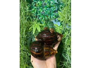 Ахатина підрощені равлики