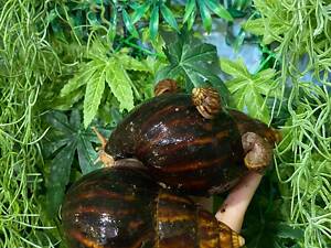 Ахатина підрощені равлики