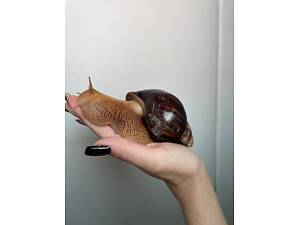 Ахатина, равлик, улитка, улитка гиганская