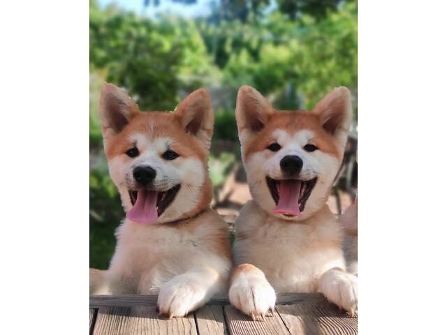 Акіта Іну - 02.02.25 - Фото 2