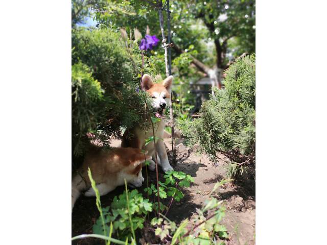 Акіта Іну - 02.02.25 - Фото 3