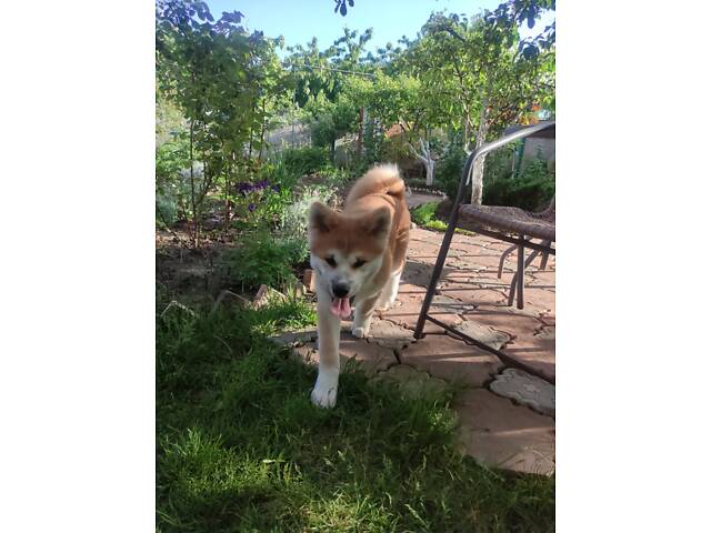 Акіта Іну - 02.02.25 - Фото 5