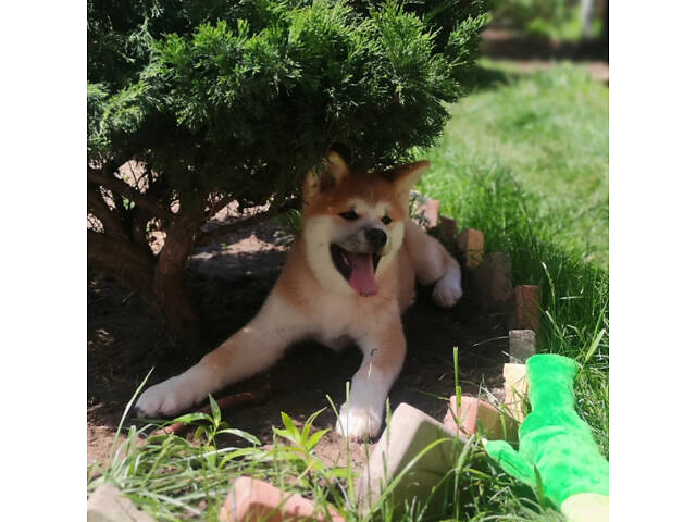 Акіта Іну - 02.02.25 - Фото 6