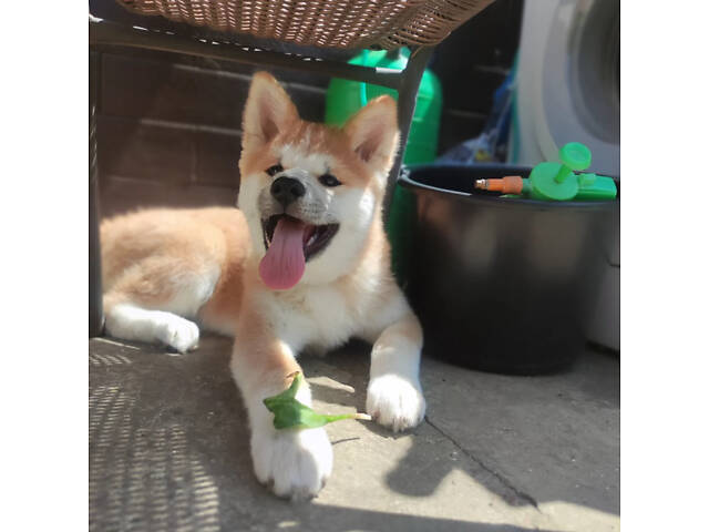 Акіта Іну - 02.02.25 - Фото 7