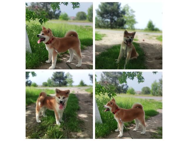 Акіта Іну - 02.02.25 - Фото 1