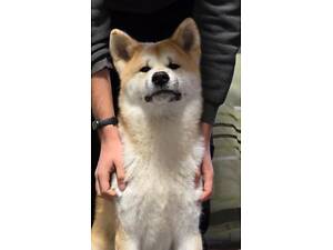 Акіта іну, пес.